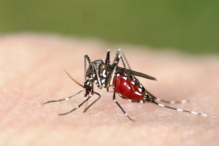 آیا تصاویر هولوگرام می‌تواند پایانی برای بیماری مالاریا باشد؟