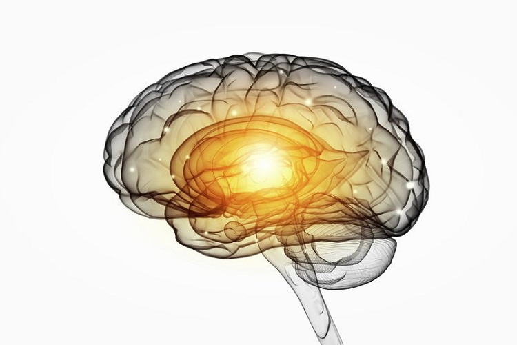 شناسایی مسیر چندمرحله ای مغز برای ثبت رویدادها در حافظه بلندمدت