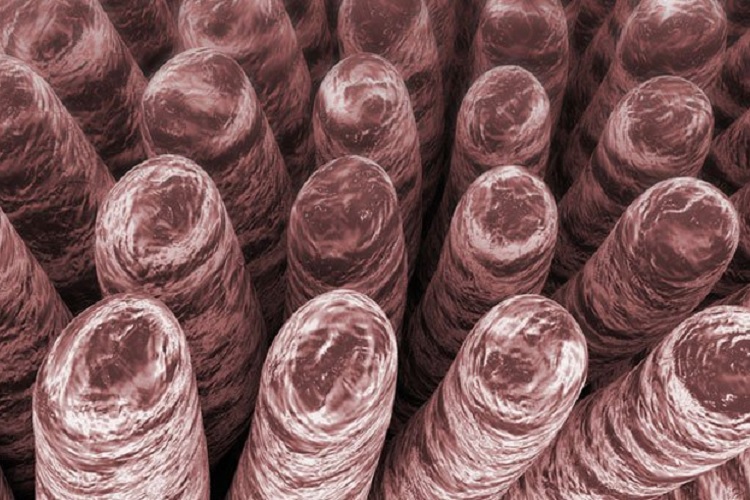 توسعه‌ی باتری‌ های کارامدتر با الهام از ساختار روده انسان