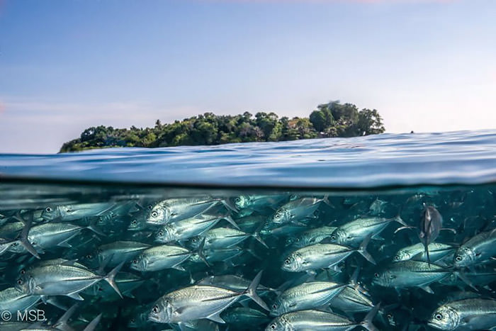 عکاسی زیر آب و نمایش مرز بین دو دنیا