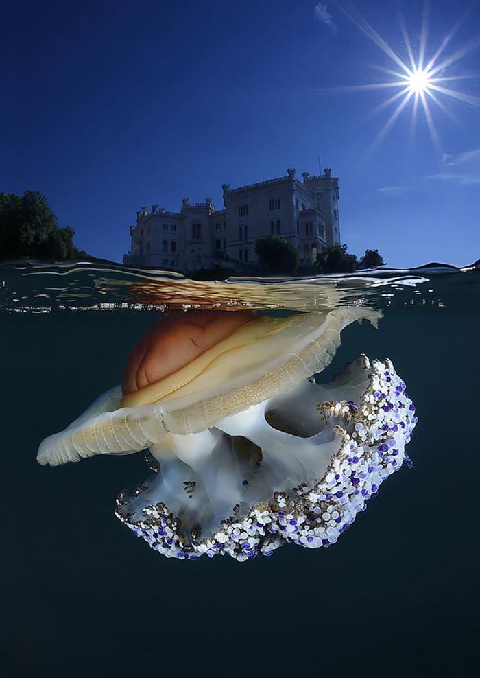 عکاسی زیر آب و نمایش مرز بین دو دنیا