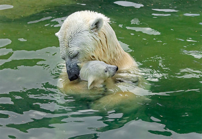 روز جهانی خرس قطبی