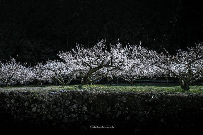 عکاسی و تصاویری دیدنی از بهار در ژاپن
