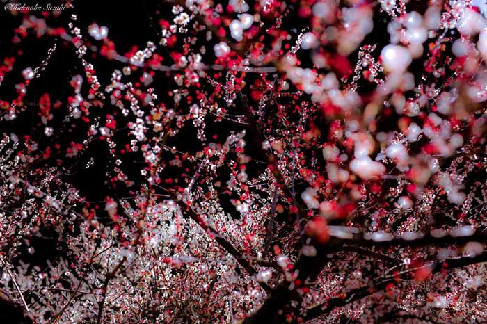 عکاسی و تصاویری دیدنی از بهار در ژاپن