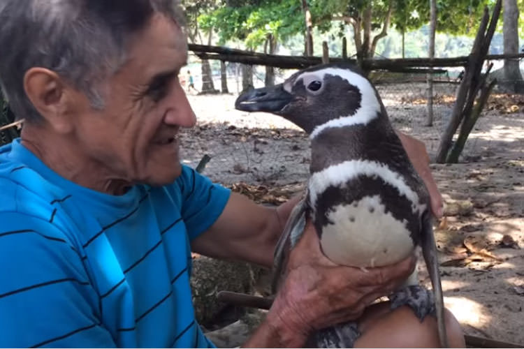 پنگوئنی که هر سال ۳۰۰۰ کیلومتر را برای دیدار با مردی که جان او را نجات داده، شنا می‌کند