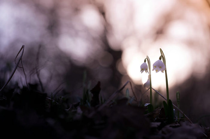 عکاسی از گل‌های کمیاب بهاری