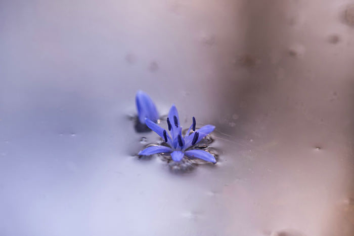 عکاسی از گل‌های کمیاب بهاری