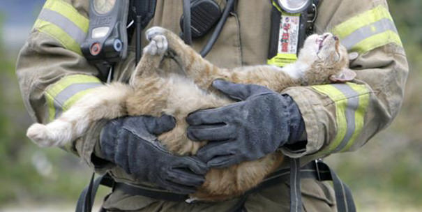 نجات جان حیوانات خانگی توسط آتش‌نشانان