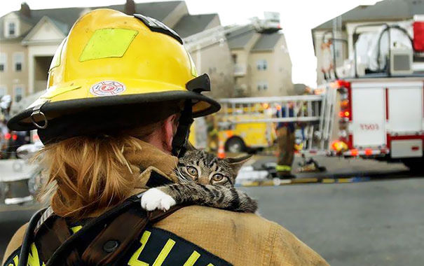 کمک آتشنشانان فداکار به حیوانات خانگی