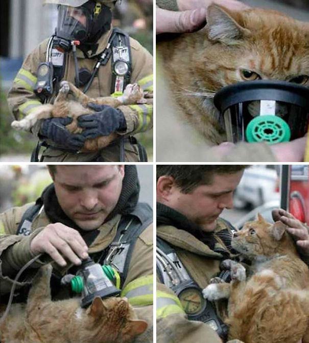نجات جان حیوانات خانگی توسط آتش‌نشانان