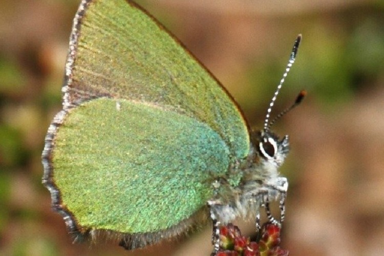 محققان بر اساس  ساختار بال پروانه یک ماده‌ی نوری فوق‌العاده قوی ساخته‌اند