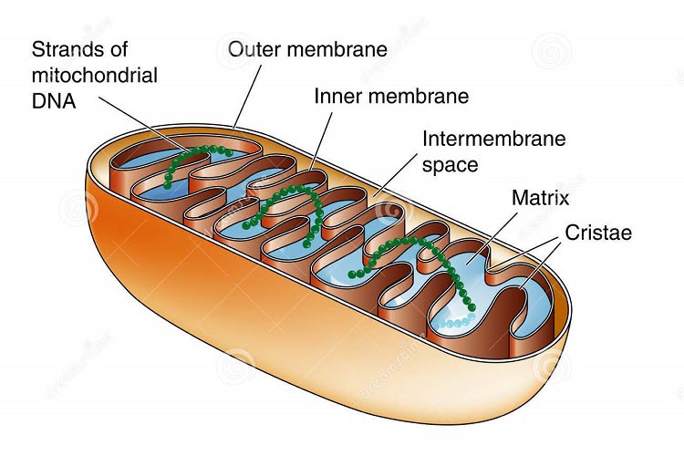 میتوکندری