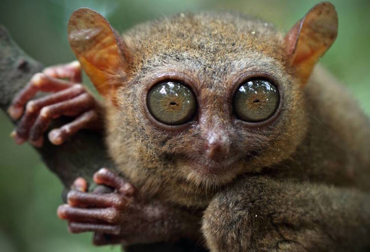 tarsier