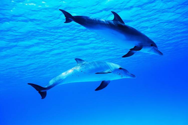 دانشمندان موفق به ضبط مکالمه بین دو دلفین شدند