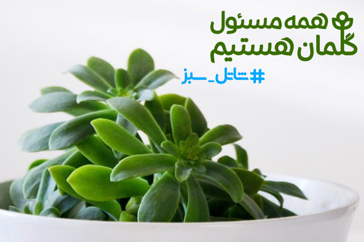 کمپین اینستاگرامی شاتل سبز کمپین اینستاگرامی شاتل سبز