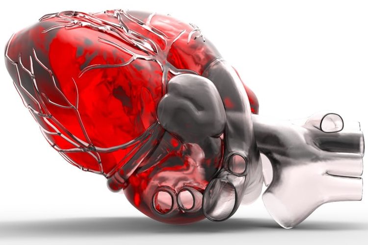 رشد دوباره لایه خارجی قلب با استفاده از سلول‌ های بنیادی