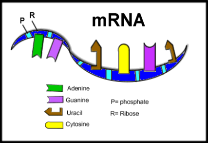 ساختار mRNA