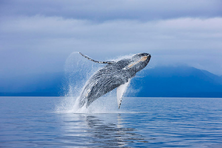 دانشمندان دلیل واقعی پرش نهنگ ها را کشف کردند