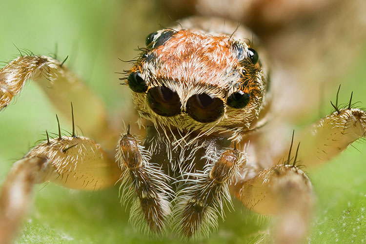 عنکبوت‌ها می‌توانند از نظر تئوری تمام انسان‌های روی زمین را در یک سال بخورند