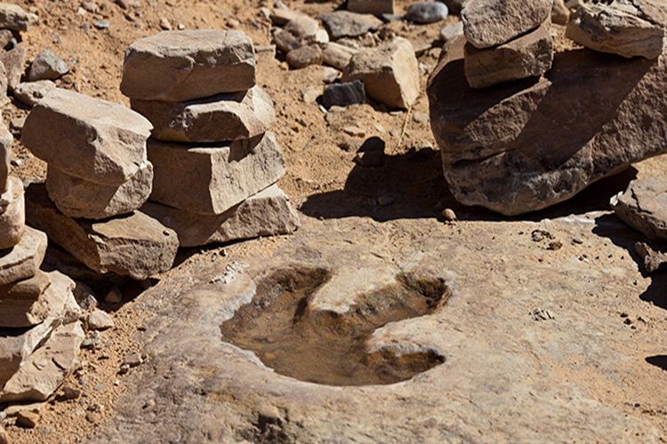 آثار فسیلی فوق‌ العاده از دایناسورها در استرالیا