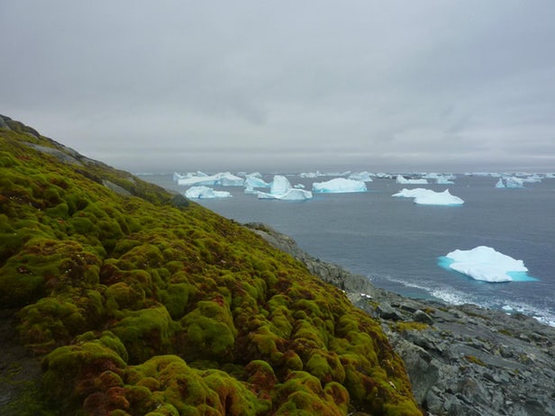 پوشش خزه ای قطب جنوب