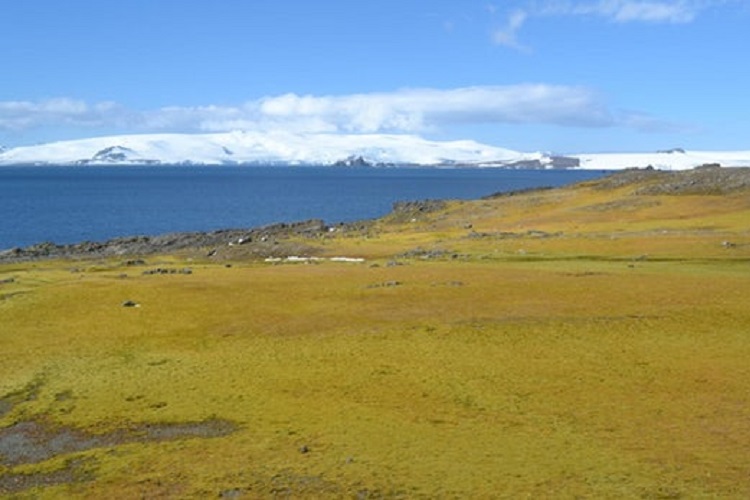 زمین قطب جنوب در حال سبز شدن و رشد چشمگیر پوشش گیاهی است