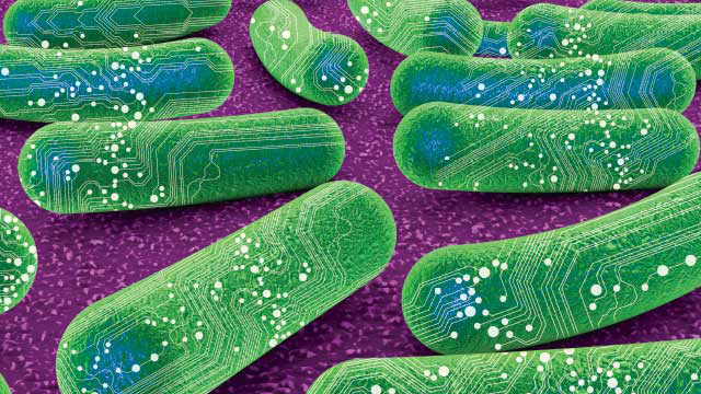 synthetic bacteria