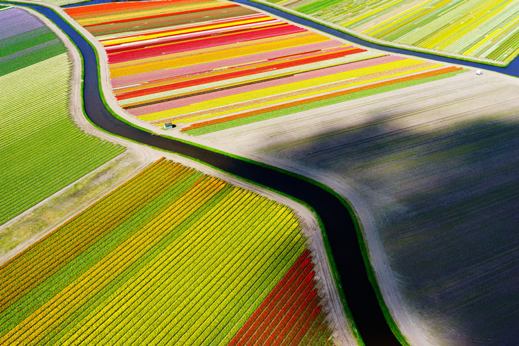 tulip, netherlands