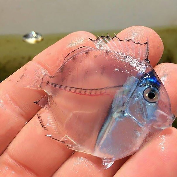 جراح ماهی شیشه‌ای