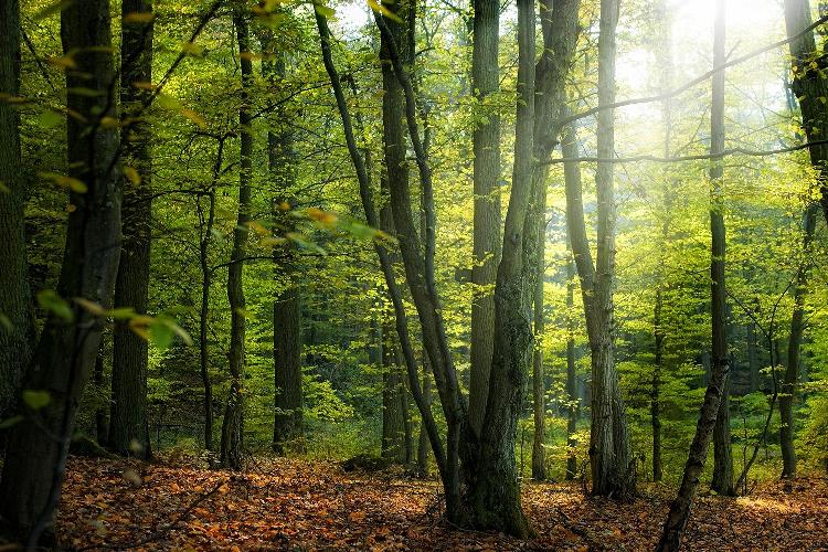 جنگل‌ های تازه کشف‌ شده و تأثیر آن‌ها بر شرایط آب و هوای زمین