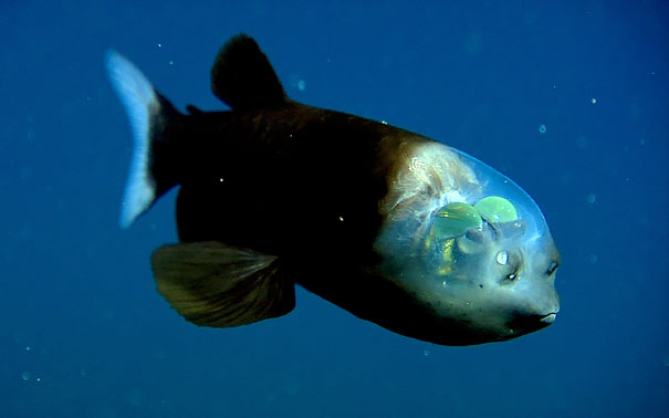 ماهی شیشه‌سر