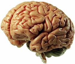 100-things-to-know-about-brain-1.jpg