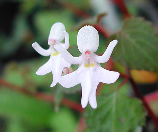 flowers-look-like-animals-people-monkeys-orchids-pareidolia-35