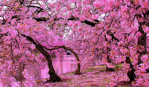 عکس ژاپن شکوفه های گیلاس سفر به ژاپن توریستی ژاپن تور توکیو