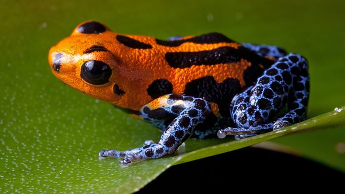 poison dart frog orange blue