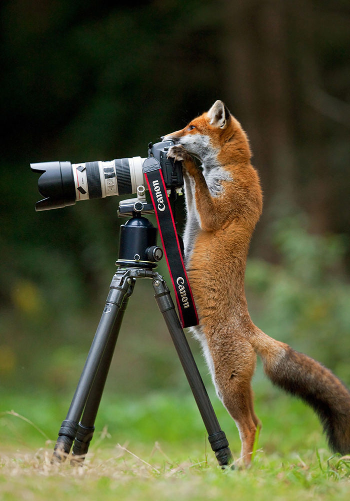 animals-camera-12.jpg