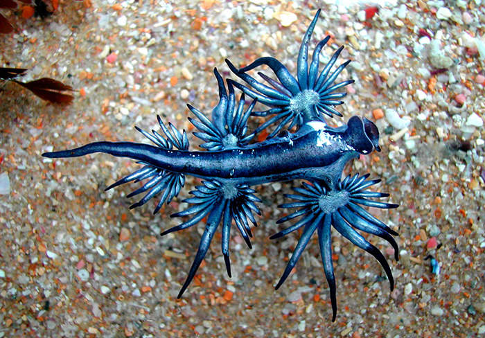 sea-slugs-2.jpg
