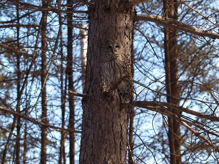 owl-camouflage-disguise-9.jpg