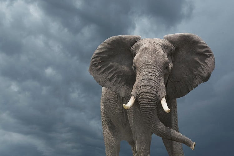چرا فیل ها با داشتن مغز بزرگ تر باهوش تر از ما نیستند؟