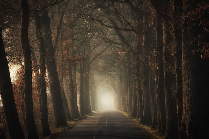 عکاسی از جنگلهای کشور هلند
