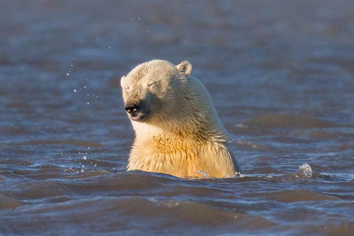 گرم شدن زمین و ایجاد مشکلاتی برای خرس‌های قطبی
