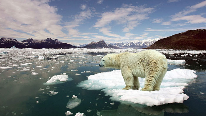 خطرات گرمایش زمین و تأثیر آن روی زندگی خرسهای قطبی
