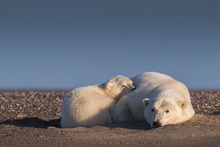گرم شدن زمین و ایجاد مشکلاتی برای خرس های قطبی