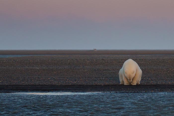 گرم شدن زمین و ایجاد مشکلاتی برای خرس‌های قطبی