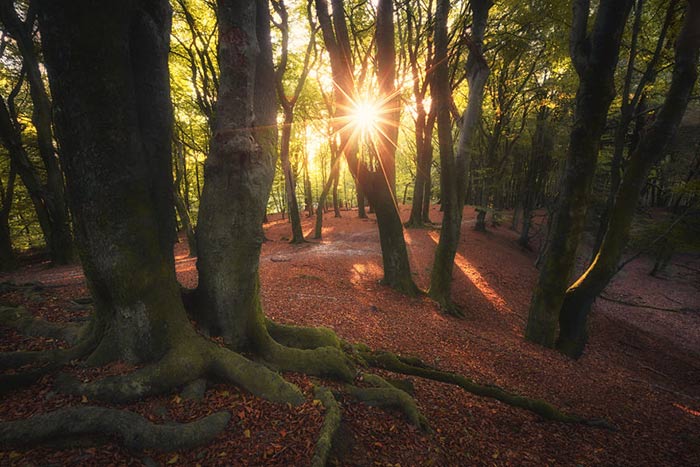 عکاسی از جنگلهای کشور هلند