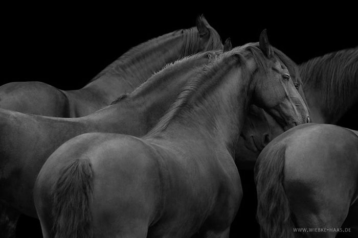 عکاسی آلمانی و ثبت تصاویری تماشایی از اسب‌ها