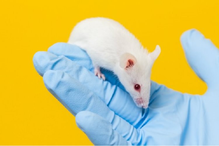 دانشمندان طول عمر موش‌ها را بدون تغییر ژنتیکی افزایش دادند