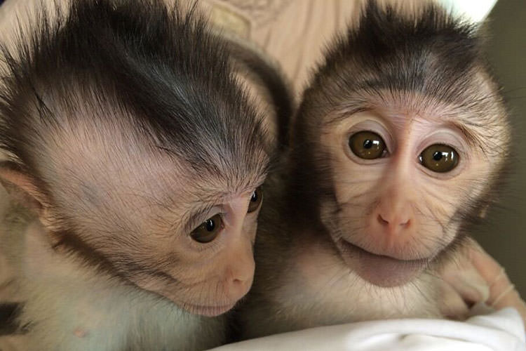 دستکاری ژنتیکی میمون ها برای درک بهتر بیماری اوتیسم