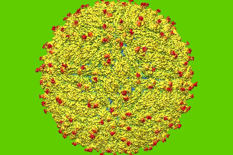 دانشمندان موفق به بازنمایی تصاویر سه بعدی ویروس زیکا شدند 