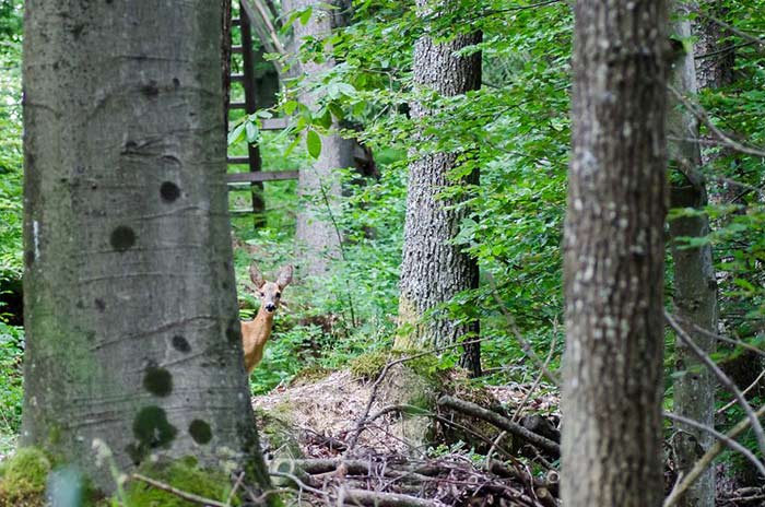 عکاسی از چشم انداز زیبای جنگل‌های اسلوونی